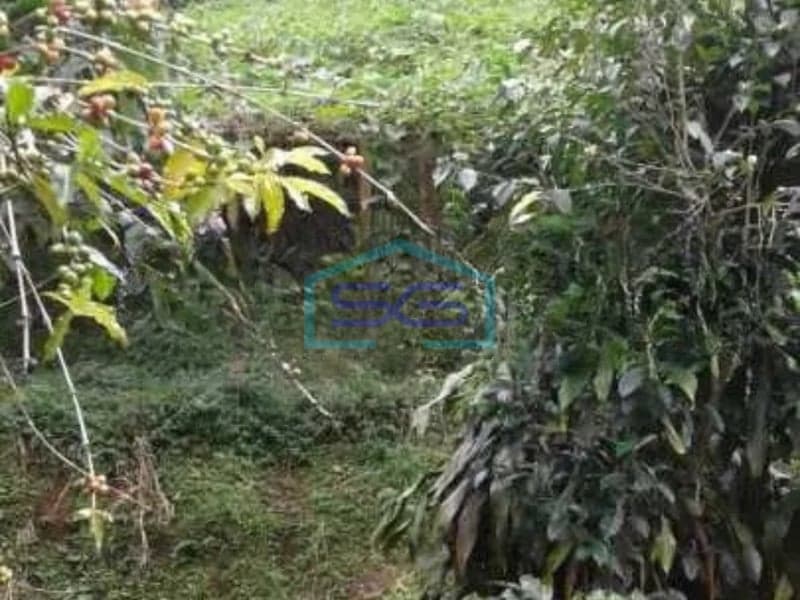 Dijual Tanah Strategis Lokasi di Ciwidey, Bandung Jawa Barat Luas Tanah 6700 m²