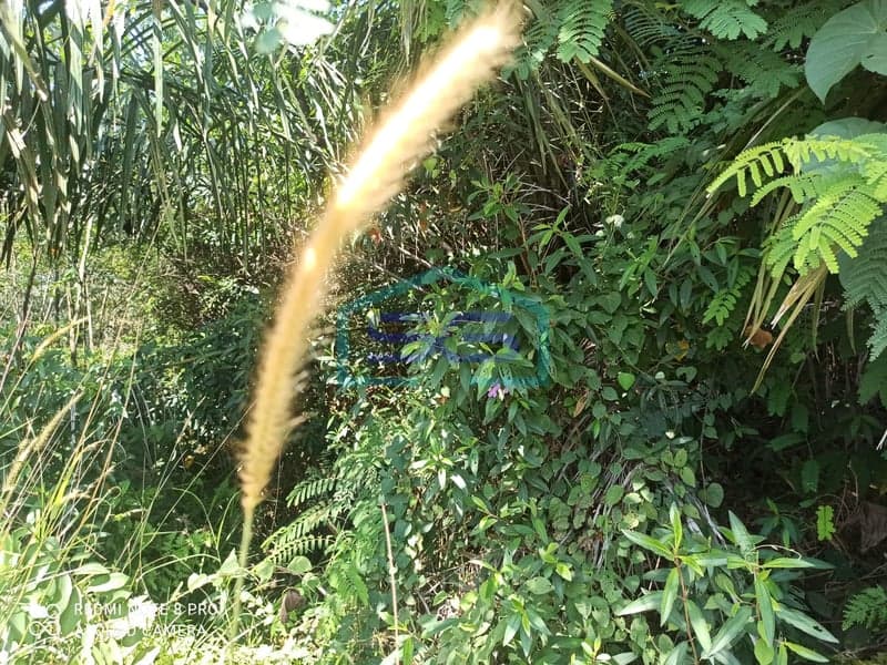 Dijual Lahan Tanah di Talang Kelapa Sumatera Selatan Luas Lahan : 159.010 m2